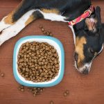 ¿Cuándo debo darle a mi perro alimento hipoalergénico?